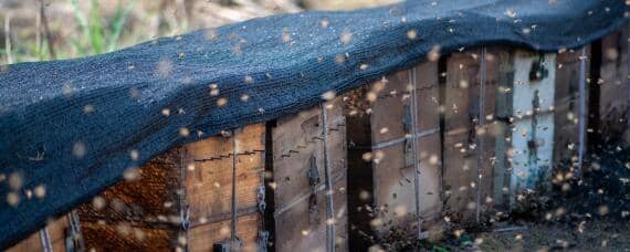 11月份收的蜂能不能过冬 十月份收的蜜蜂能过冬吗