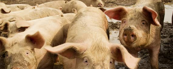 猪瘟怎么通过人传染到猪（猪瘟是怎么传播的,农村养猪会感染吗）