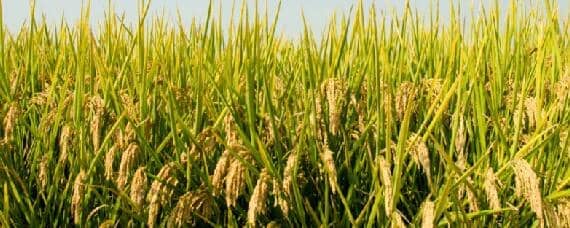 水稻适合什么土壤类型（适合水稻生长的土壤是什么土壤）
