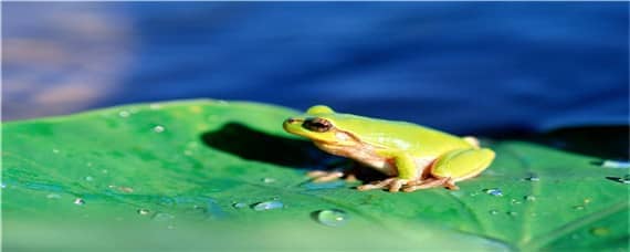 牛蛙为什么是生态杀手 牛蛙会破坏生态吗