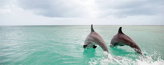 海豚生殖发育的特点是 海豚是通过什么方式来繁殖的