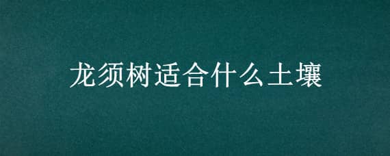 龙须树适合什么土壤?（龙须树能用营养土吗）