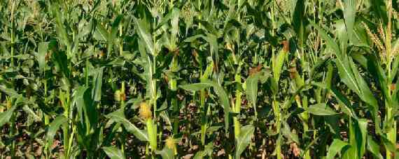 滑玉168玉米品种介绍 滑玉78玉米种