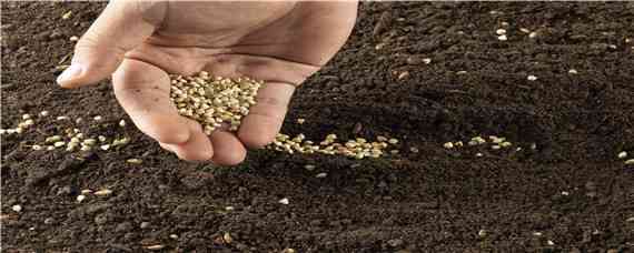 黑麦草种子一亩要用多少种子 黑麦草一斤种子能种多少地