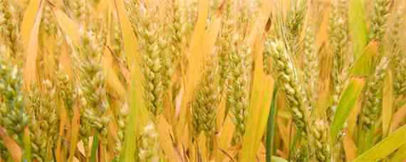 小麦拌种100斤麦用多少水 小麦拌种用水量是多少
