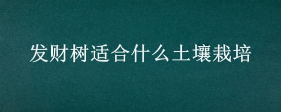 发财树适合什么土壤栽培 发财树适合什么样的土壤