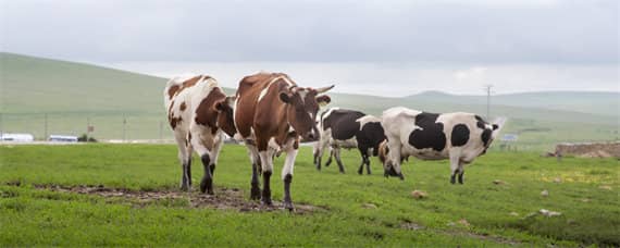 农村养牛的方法和技术