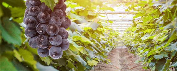 葡萄种植方法与技术管理 葡萄种植方法与技术管理何时套袋