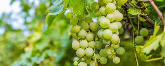 葡萄的生长习性 葡萄的生长气候