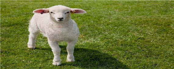 羊下跪是什么原因（羊跪着是什么病）