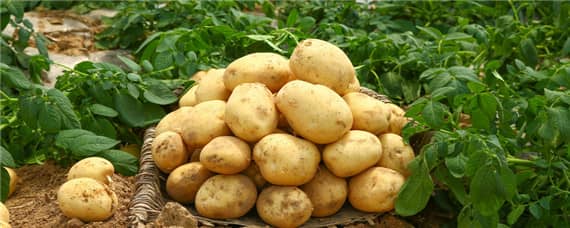 v7土豆品种介绍 土豆v7主要产地