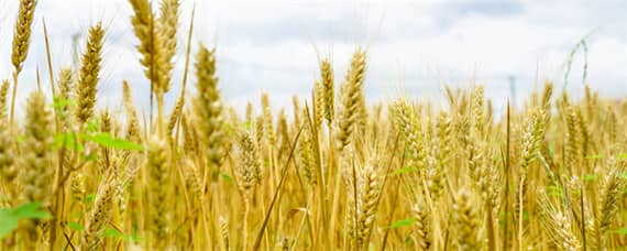 春节后种小麦行吗 小麦开春种可以吗