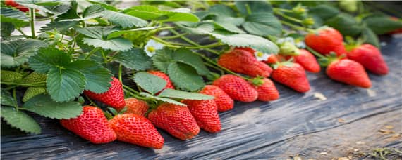 草莓各个时期的施肥方案（草莓全年施肥方案）