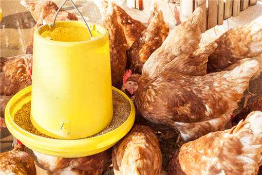 春季鸡群防病办法有哪些 秋冬季鸡群呼吸道怎么防控