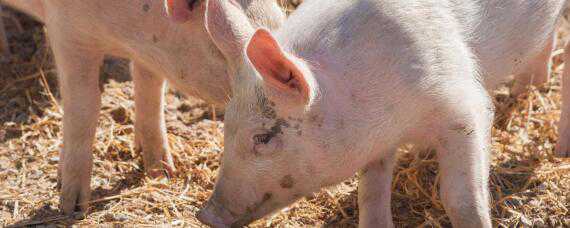 猪呕吐是什么原因 猪呕吐是什么原因有红色夜体