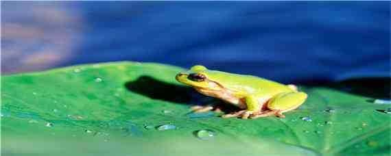 中国常见的青蛙的品种 中国常见的青蛙的品种 图解