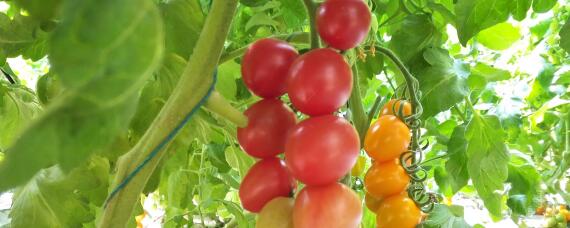 盆栽西红柿什么时候掐尖 西红柿需要掐尖