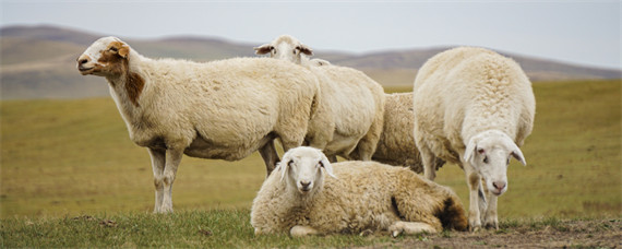羊的生活特性和特点