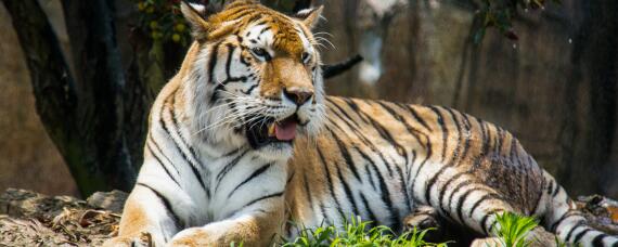 虎的生活特性和爱好 虎的生活特点是什么