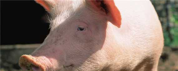 母猪吃自己的粪便是什么原因（母猪吃自己的粪便是什么原因怎么治疗）