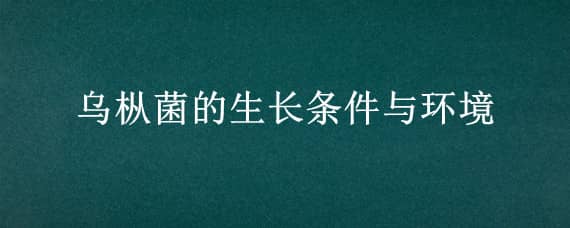 乌枞菌的生长条件与环境 乌枞菌生长周期