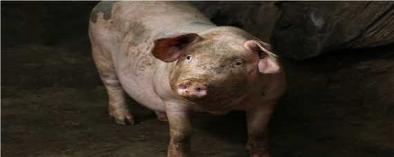 猪用过硫酸氢钾用法与用量 过硫酸氢钾兑水给猪喝用量