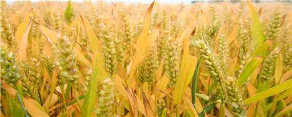 石麦15小麦品种介绍 石麦15小麦品种简介