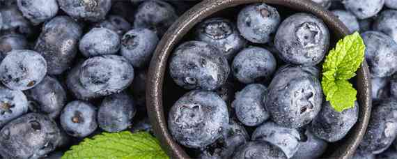 蓝莓种植需要什么条件 蓝莓种植注意