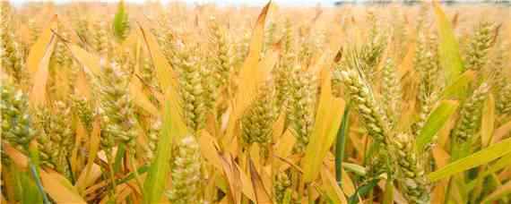 小麦产量每亩多少斤（解放前小麦产量每亩多少斤）