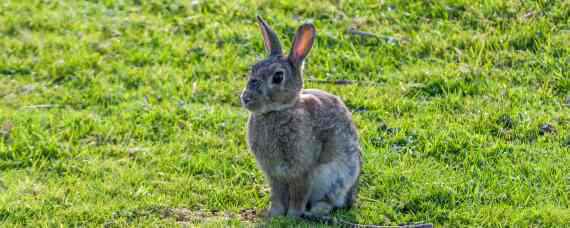 野兔的生活规律和活动的环境