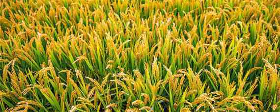杂交水稻的贡献有多大 中国杂交水稻贡献谁最大