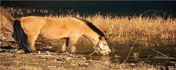 驴马杂交品种 驴是杂交品种