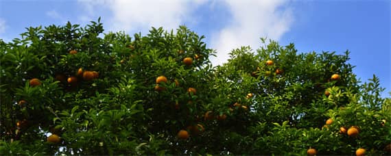 柑橘种植地区是哪个温度带