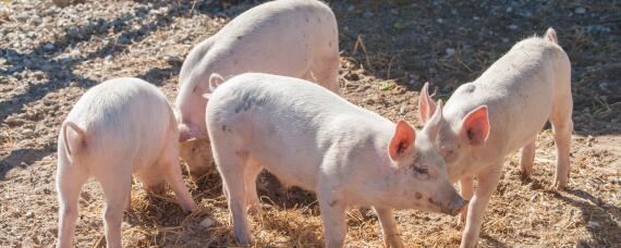 猪长期添加金霉素副作用 金霉素喂猪可以长期添加吗