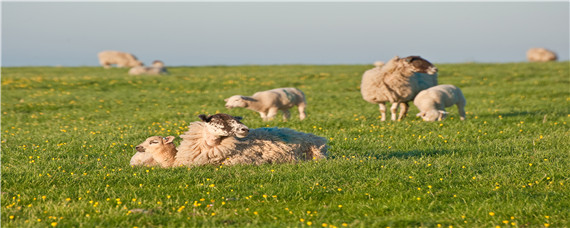 母羊怎么知道是配上种了 母羊配不上种是什么原因