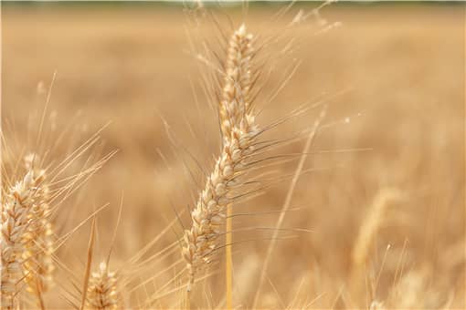 2022年国家对小麦补贴多少一亩（2020年小麦补贴每亩多少钱）