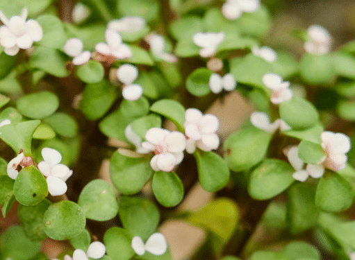 金枝玉叶花的种植方法 生长条件是什么