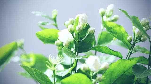 珍珠芦荟种植方法