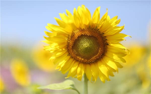 太阳花四季都开花吗 种植方法技巧有哪些