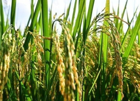 水稻除草剂打不死草的原因是什么，如何进行预防