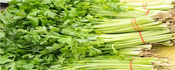 芹菜亩产量一般是多少公斤 大棚芹菜亩产量一般是多少公斤