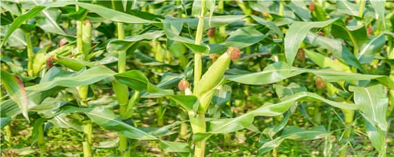 玉米成熟期分几个阶段 玉米成熟期分几个阶段图解