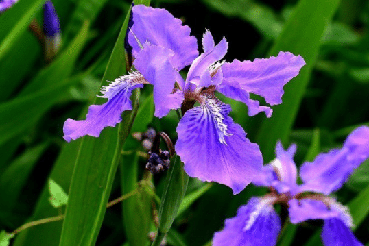 常见的紫色花有哪些，有什么特点（常见的紫色的花有哪些）