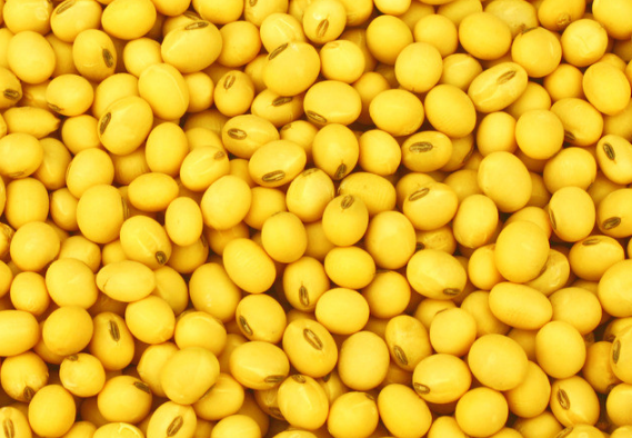 黄豆叶子发黄是什么原因，黄豆应该怎么种植