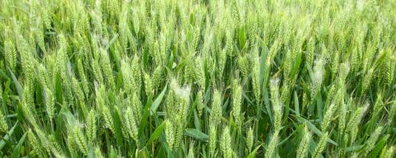 小麦喜欢什么肥料 小麦喜欢什么肥料种植