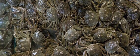 淡水螃蟹怎么养活几天 淡水螃蟹怎么养活几天可以吃