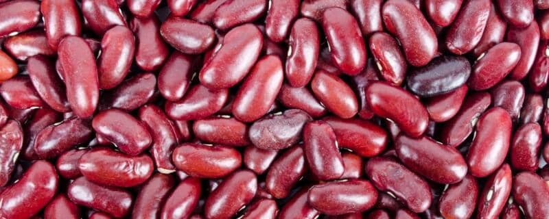 红豆怎么发芽成豆芽 红豆能长成豆芽吗