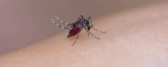 一只蚊子一次可以繁殖多少只