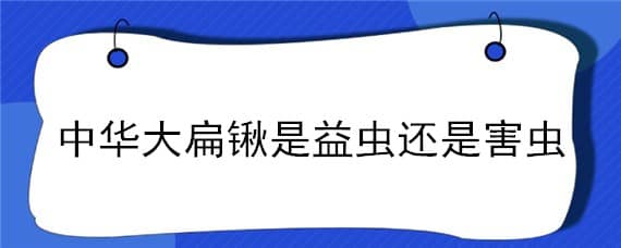 中华大扁锹是益虫还是害虫 中华大扁锹有寄生虫吗