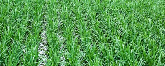 杂交水稻是哪一年 杂交水稻是哪一年研发的